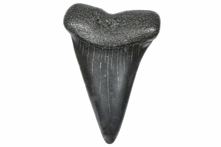 Fossil Broad-Toothed Mako Tooth - South Carolina #360913